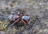 skákavka štíhlá (Pavouci), Synageles venator (Arachnida)